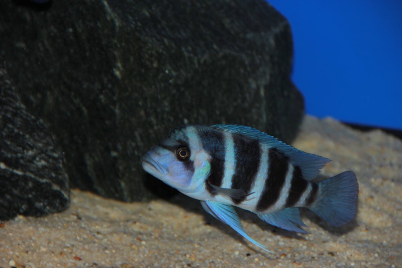 Cyphotilapia gibberosa 'Kitumba'